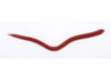 Image of Soft Bait Lures category