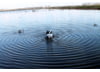 Image of Duck Hunting Decoys category