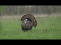 Avian X TV Sizzle Reel