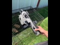 CAA - Truexodus - No chickens were hurt while making this film