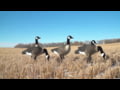 Higdon Outdoors Apex Full Size Canada Goose Decoys - Product Info