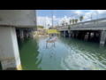 Livingston Lures Pro Ripper Video