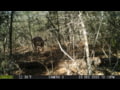 Moultrie Micro-42: Texas Buck Strolls Through the Woods