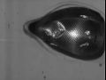 Nutshellz Ballistic Test - Video 1
