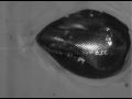 Nutshellz Ballistic Test - Video 4