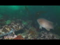 SeaLife - Diving Monterey Breakwater with the DC2000 and Sea Dragon 5000F Auto