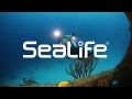 SeaLife Micro 2.0 Bahamas Video