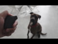 Strike Industries Clicker Dog Only