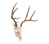 Image of Allen Steel Trophy Wall Hook Set