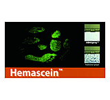 Image of Armor Forensics Hemascein Kit For Blood Detect