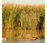 Image of Avery Outdoors Real Grass