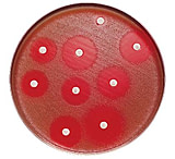 Image of BD Antibiotics and AntimycoticsNorfloxacin to Vancomycin, BD Diagnostics 231314 Novobiocin, 5 ug