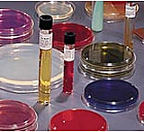 Image of BD BBL Prepared Media QUAD Plates, BD Diagnostics 222201 Enterococcus Screen Agar, With Streptomycin,  Gentamicin, And Vancomycin Quadrants