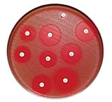 Image of BD BBL Sensi-Disc Antimicrobial Susceptibility Test Discs, BD Diagnostic Systems 231686 Lomefloxacin