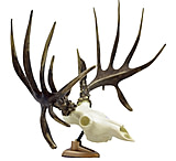 Image of Big Rack Figurine Whitetail Raxx