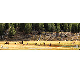 Image of Cerus Gear 3mm Promats 12&quot;x36&quot; Elk Call Of The Wild Full Clr