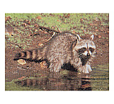 Image of Delta McKenzie Tru-Life Target