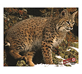 Image of DuraMesh Archery Target Bobcat