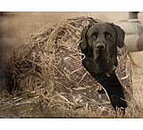 Image of Final Approach Mutt Hut II