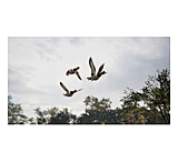 Image of Gaim Wild Duck Woodland Lake 960720BC