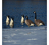 Image of Greenhead Gear Pro-Grade Honker Butt-Up Feeders Decoy