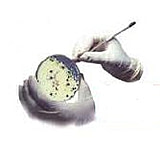 Image of Himedia Laboratories Mueller Hinton Agar 500g M173-500G