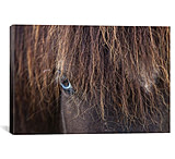 Image of iCanvas Blue-eyed Icelandic Horse, Varmahlid, Skagafjordur, Nordurland Vestra, Iceland by Gareth McCormack Canvas Print