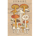 Image of iCanvas Funghi Velenosi II By Wild Apple Portfolio Canvas Print