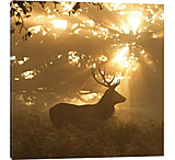 Image of iCanvas Ghost Of The Forest by Greg Morgan Canvas Print