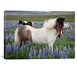 Image of iCanvas Icelandic Horses In A Meadow Of Nootka Lupines, Varmahlid, Skagafjordur, Nordurland Vestra, Iceland by Gareth McCormack Canvas Print
