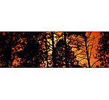 Image of iCanvas Low Angle View of Trees at Sunrise Canvas Print