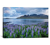 Image of iCanvas Nootka Lupines I, Stodvarfjordur Fjord, Austurland, Iceland by Gareth McCormack Canvas Print