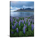 Image of iCanvas Nootka Lupines II, Stodvarfjordur Fjord, Austurland, Iceland by Gareth McCormack Canvas Print