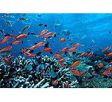 Image of iCanvas Ocean Fish Coral Reef by Unknown Artist - Canvas Print