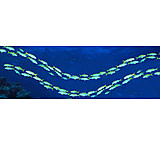 Image of iCanvas School of fish Great Barrier Reef Australia by Panoramic Images - Canvas Print