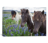Image of iCanvas Three Icelandic Horses In A Meadow Of Nootka Lupines, Varmahlid, Skagafjordur, Nordurland Vestra, Iceland by Gareth McCormack Canvas Print