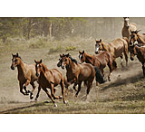 Image of iCanvas Western Ranch Wild Mustangs Canvas Print