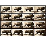 Image of iCanvas Buffalo RunningAnimal Locomotion Plate 700 Canvas Print
