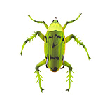 Image of Lunkerhunt Reckless Roach Soft Bait