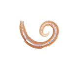 Image of Lunkerhunt River Worm Worm