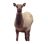 Image of Montana Decoy Co. Eichler Elk Decoy