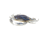 Image of Savage Gear 3D PVC Crab Soft Bait