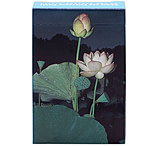 Image of Speedhook Edible &amp; Poisonous ID Cards