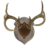 Image of Walnut Hollow Deluxe Display Case