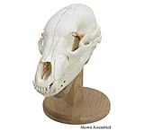 Image of Walnut Hollow Skull Mounting