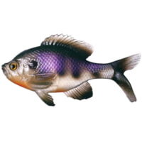 13 Fishing The Gill Boot Tail Swimbaits