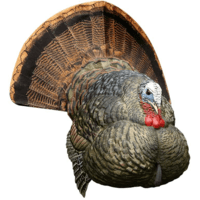 Name