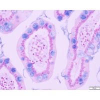 Azer Scientific Control SLIDE, Alcian Blue ESCS-104