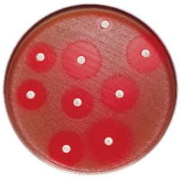 BD Minocycline PK-10CART 30MCG 231251