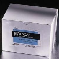 Corning BioCoat Cellware, Fibronectin, 354646 Culture Flasks T-150 (150 cm2)